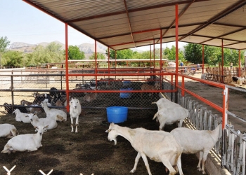 Imparten Cursos de Capacitación a Caprinocultores