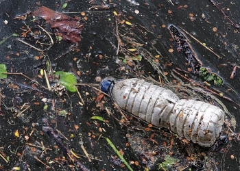 Promueven utilizar artículos biodegradables en todo México