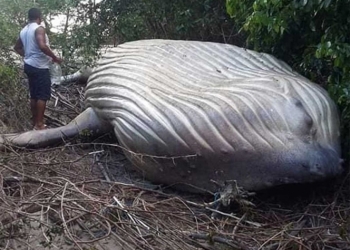 Aparece una ballena jorobada en la selva del Amazonas