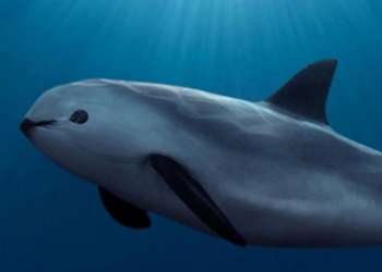 Vaquita marina podría extinguirse en junio, alertan; hay entre 6 y 22 ejemplares