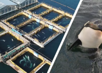 Leonardo DiCaprio expone a Rusia por cárcel de ballenas