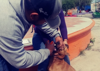 Realizan semana de vacunación canina y felina 2019