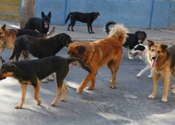 Se desconoce el manejo de control canino