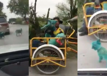 Pintar perros de verde es la nueva ‘moda’