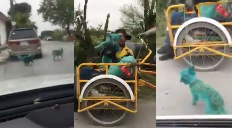 Pintar perros de verde es la nueva ‘moda’