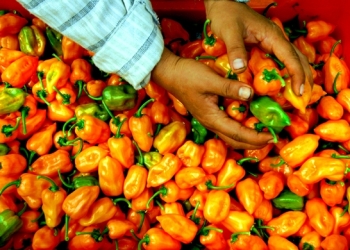Yucatecos crean ‘Gas Violeta’ de chile habanero para rociarle a los acosadores