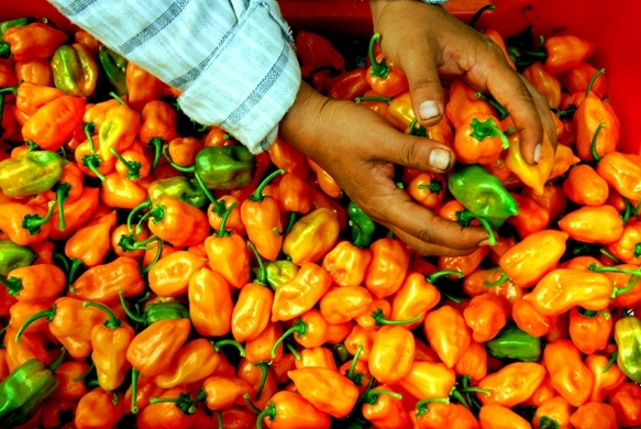 Yucatecos crean ‘Gas Violeta’ de chile habanero para rociarle a los acosadores