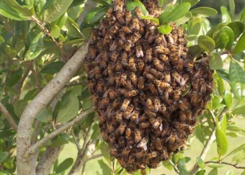 Protegen abejas polinizadoras