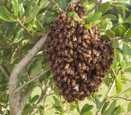 Protegen abejas polinizadoras