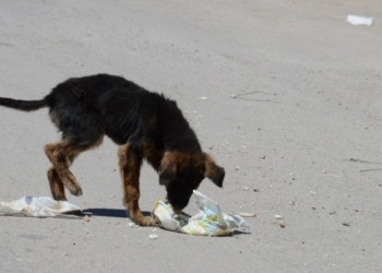 En Piedras Negras 1 perro por cada 10 habitantes
