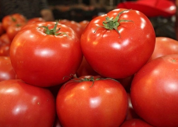 Estados Unidos planea retirarse de la exportación de tomate