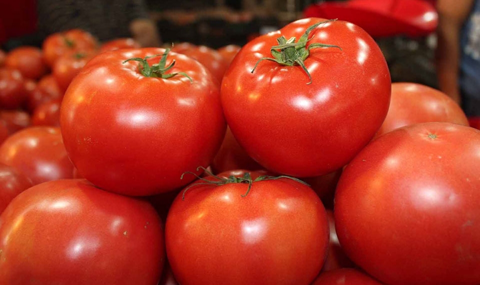 Estados Unidos planea retirarse de la exportación de tomate