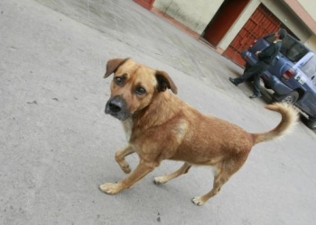 Retiran hasta 10 animales atropellados