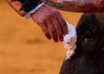 Torero seca las lágrimas del toro antes de matarlo (VIDEO)