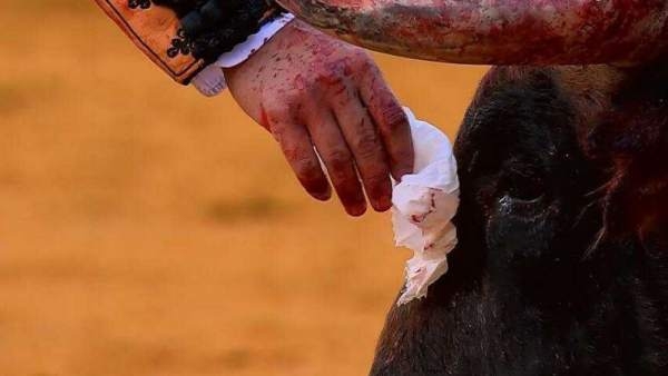 Torero seca las lágrimas del toro antes de matarlo (VIDEO)