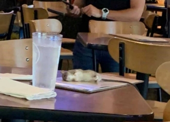 Rata enorme cae del techo a mesa de clientes en restaurante de alitas
