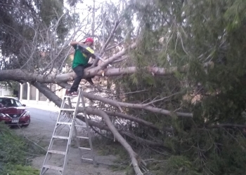 Con el árbol encima