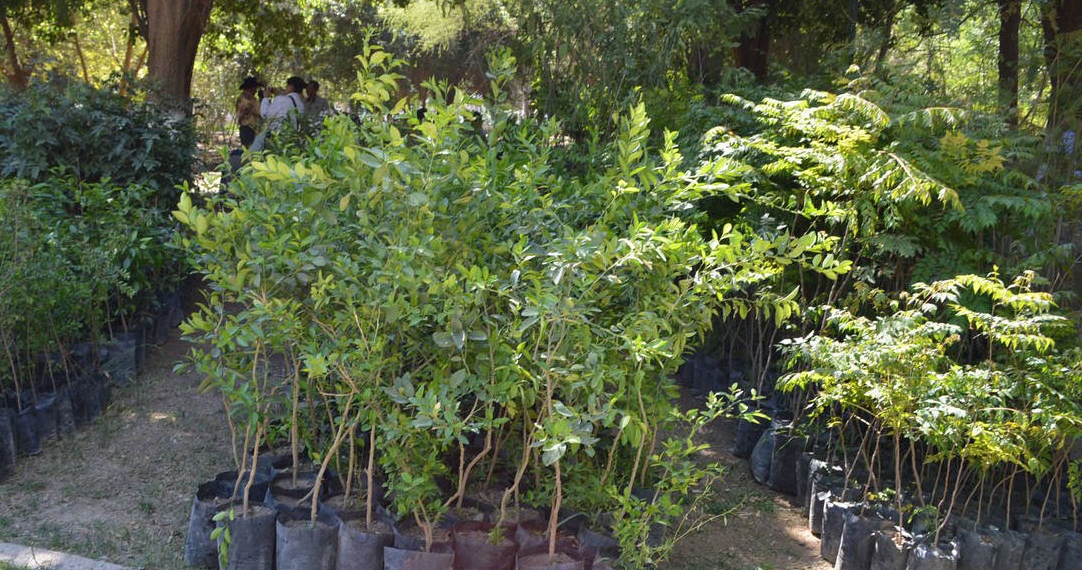 Ferromex dona 7 mil arboles al municipio