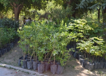 Ferromex dona 7 mil arboles al municipio