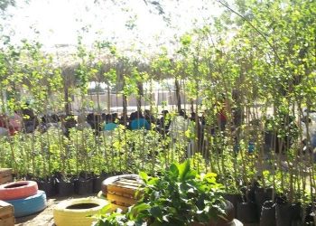 Se preparan para la tercera etapa de reforestación