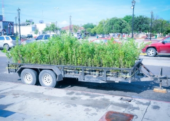 Se esperan 8 mil árboles más para reforestación