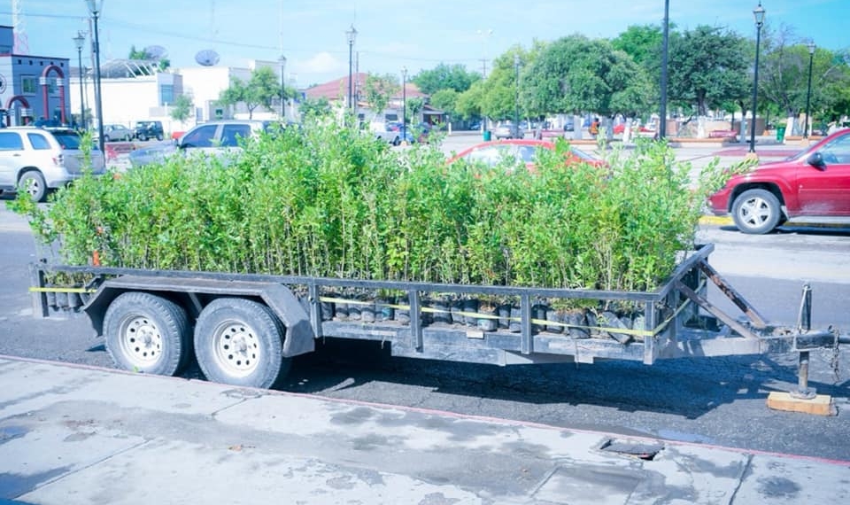 Se esperan 8 mil árboles más para reforestación