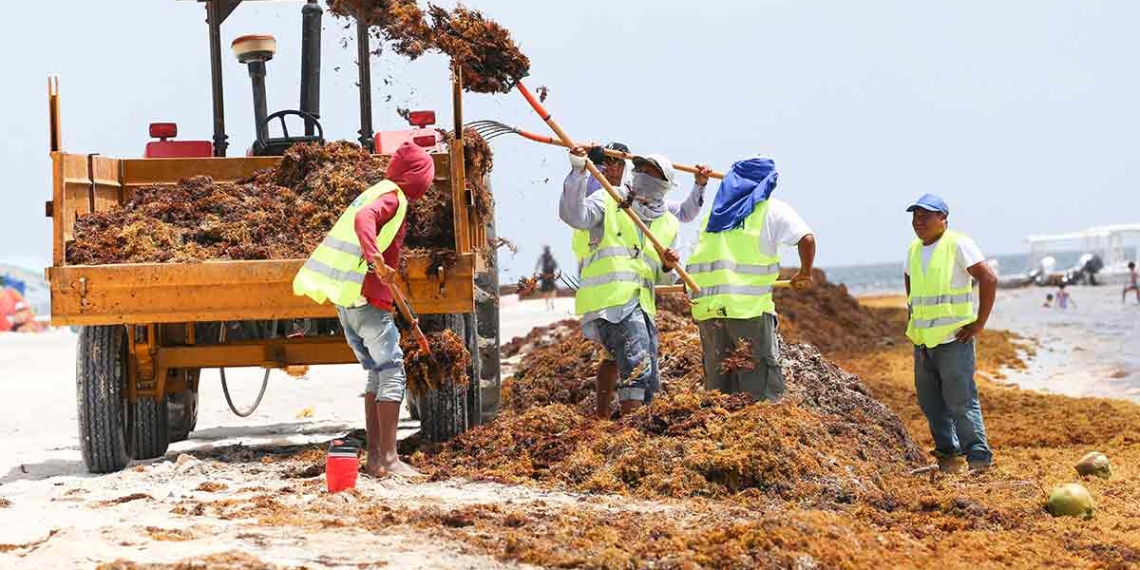 Reportan arribo excesivo de sargazo 10 puntos del norte de Quintana Roo