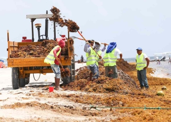 Reportan arribo excesivo de sargazo 10 puntos del norte de Quintana Roo