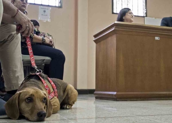 Perrito pierde juicio contra exdueña acusada de maltrato
