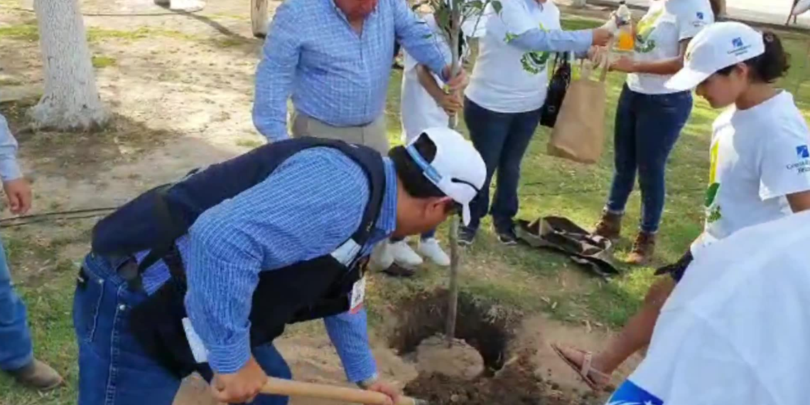Planea municipio sembrar 10 mil árboles