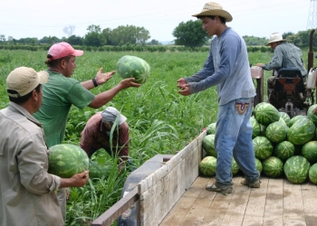 En 2019 se cosecharon 12 mil toneladas de sandía