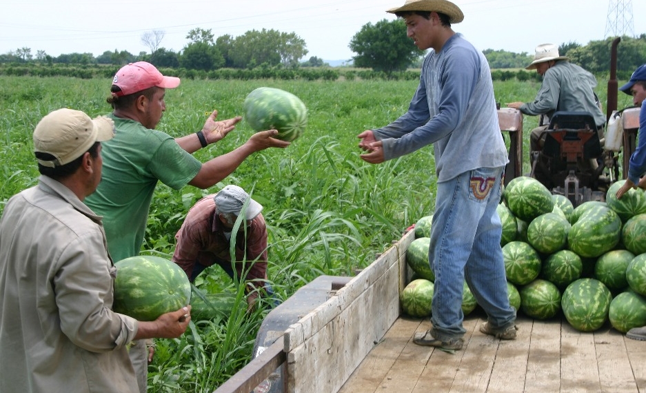 En 2019 se cosecharon 12 mil toneladas de sandía