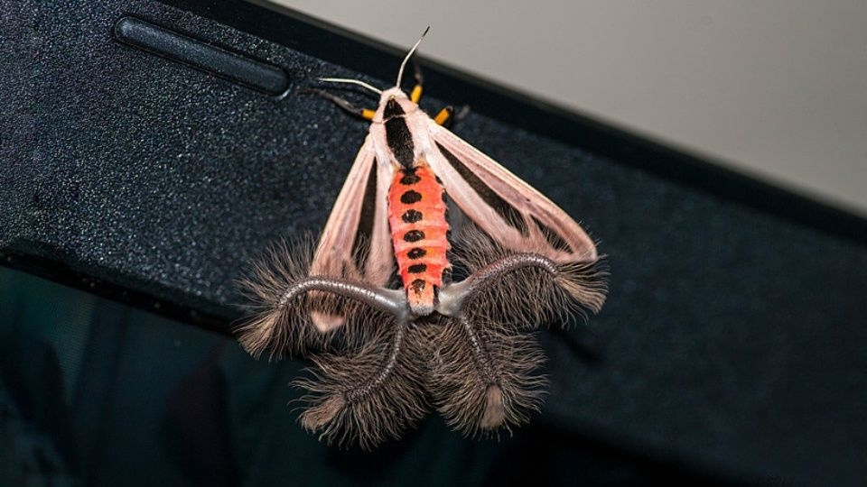 Criatura con alas y tentáculos se hace viral por asustar un hogar