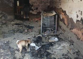 Salvan a perro de  morir en incendio
