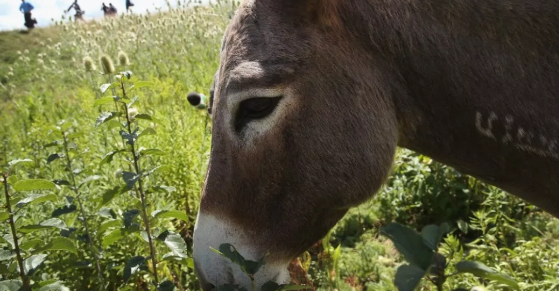 Encarcelan a un burro en Oaxaca