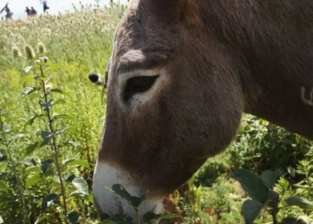 Encarcelan a un burro en Oaxaca