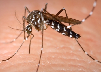 Hallan en México “Mosco Negro” transmisor de virus mortal