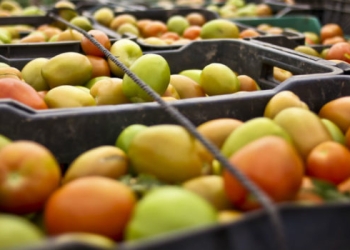 Tomateros mexicanos alcanzan nuevo acuerdo con Departamento de Comercio de EU