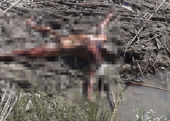 Flota otro cuerpo en el Río Bravo