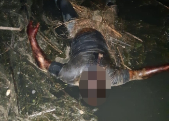 A la fosa común ahogado de la Isla del Mudo