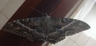 Mariposas negras en casa