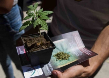 Morena propone IEPS a mariguana y cannabinoides