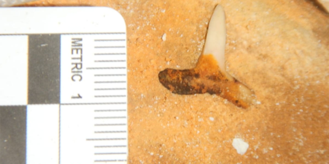 Hallan dientes del tiburón más grande del mundo en Yucatán