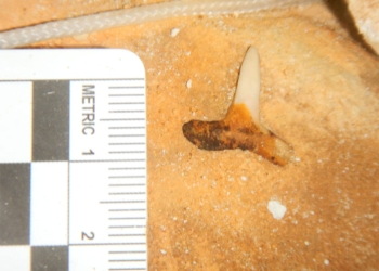Hallan dientes del tiburón más grande del mundo en Yucatán