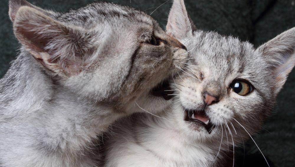 Pareja asegura que sus gatos les salvaron la vida