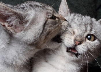 Pareja asegura que sus gatos les salvaron la vida