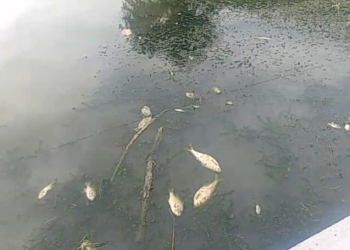Aparecen peces muertos en el Río Escondido