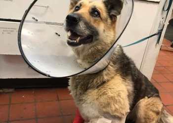 Dueño de un perro es acusado de que se comiera su propia pierna