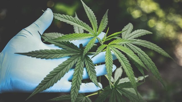 Estados Unidos busca despenalizar la mariguana a nivel federal