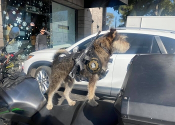Panadería contrata a un perrito como guardia de seguridad en CDMX
